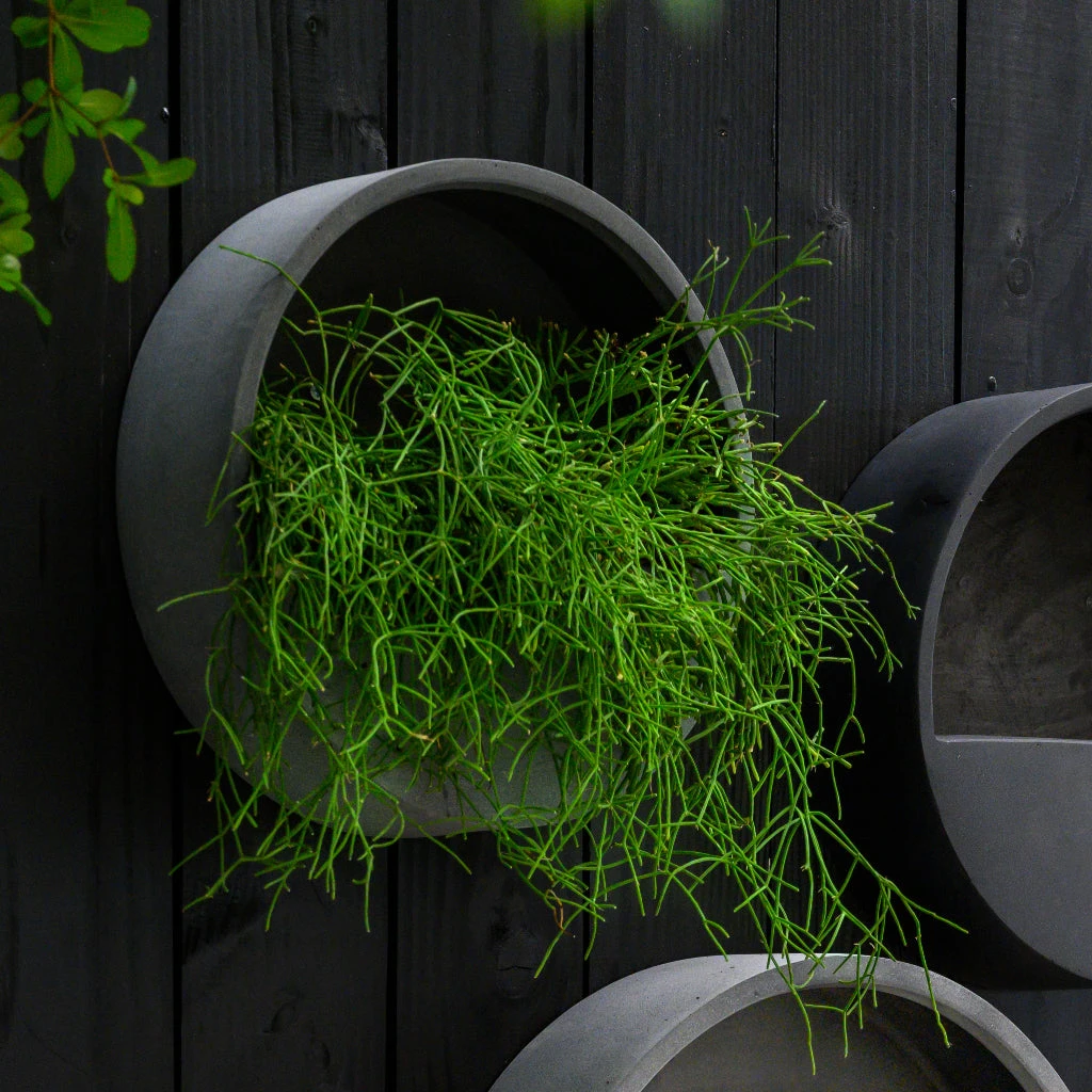 Wally Natural Wall Planter - Black 2 Wally Natural Wall Planter - Black - Image 2