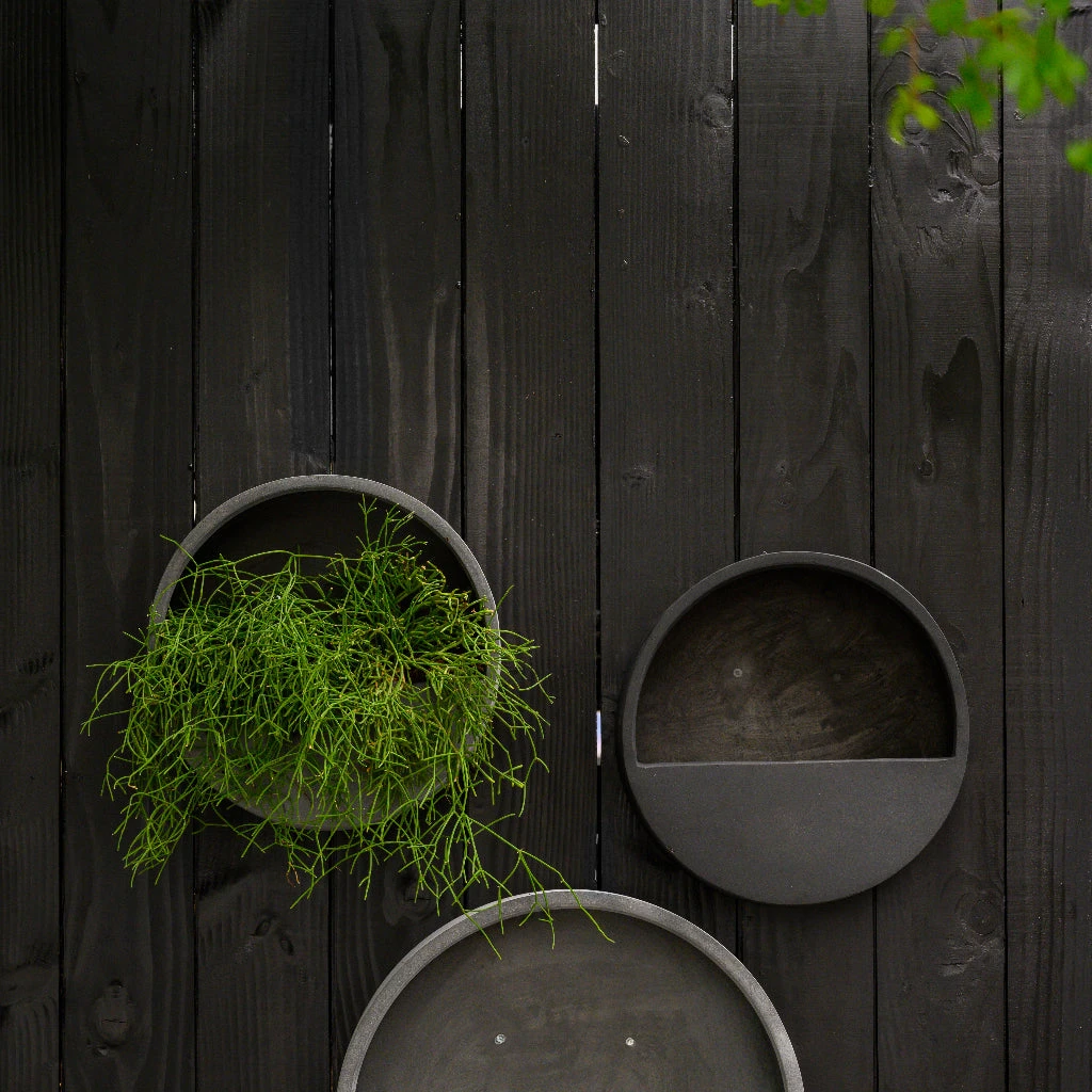 Wally Natural Wall Planter - Black 5 Wally Natural Wall Planter - Black - Image 5