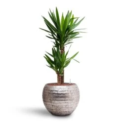 Opus Hammered Globe Planter - Silver -PlantVibe Shop Yucca Hydroculture 2 stems Opus Hammered Globe Planter Silver 40 x 32cm fc82cbb6 28f4 4e22 aca4 ef6949671494