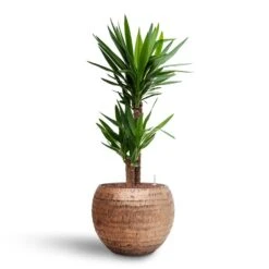 Opus Hammered Globe Planter - Gold -PlantVibe Shop Yucca Hydroculture2 stems Opus Hammered Globe Planter Gold 40 x 32cm 62b5a80d 5151 4d41 823e bdd189740aa5
