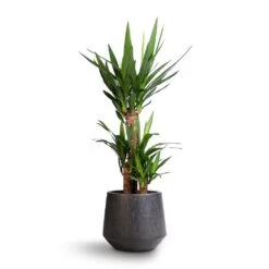 Raindrop Tube Round Planter - Anthracite -PlantVibe Shop Yucca elephantipes Spineless Yucca 21x90cm Raindrop Tube Round Planter Anthracite