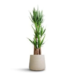 Patt Plant Pot - Grey Washed -PlantVibe Shop Yucca elephantipes Spineless Yucca 27x140cm 3 stems Patt Plant Pot Grey Washed 34x29cm 630c5807 2666 4901 b81d 025acce65f5a