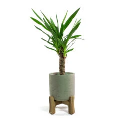 Charlie Plant Pot - Low Stand - Grey Washed 11 Charlie Plant Pot - Low Stand - Grey Washed -PlantVibe Shop Yucca elephantipes Spineless Yucca Charlie Plant Pot Low Stand Grey Washed
