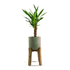 Charlie Plant Pot - Tall Stand - Grey Washed -PlantVibe Shop Yucca elephantipes Spineless Yucca Patt Plant Pot Low Stand Black Washed