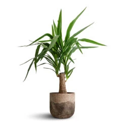 Yucca Elephantipes - Thick Trunk -PlantVibe Shop Yucca elephantipes Thick Trunk 19x80cm Albero Plant Pot Cement 21x19cm 171f1f15 8768 47c8 a13a 77fac554ef3c