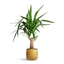 Yucca Elephantipes - Thick Trunk -PlantVibe Shop Yucca elephantipes Thick Trunk 19x80cm Babet Plant Pot Camel 21x18cm 71ad2835 d46a 4342 8e6d cbdfe4ec2b83