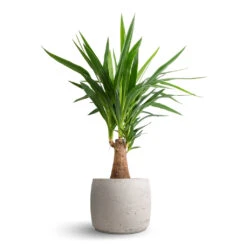 Mini Valerie Plant Pot - Grey Washed 14 Mini Valerie Plant Pot - Grey Washed -PlantVibe Shop Yucca elephantipes Thick Trunk 19x80cm Mini Valerie Plant Pot Grey Washed 28x22cm 74fab153 c356 46b3 a5b5 f557f2ff7b17