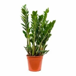 Zamioculcas Zamiifolia - ZZ Plant -PlantVibe Shop Zamioculcas zamiifolia ZZ Plant 100cm