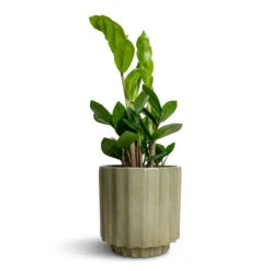 Zamioculcas Zamiifolia - ZZ Plant -PlantVibe Shop Zamioculcas zamiifolia ZZ Plant 12x30cm Bourton Scalloped Plant Pot Sage 16x16cm f3231543 dd14 44db a6f7 799142bc0bb8