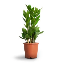 Zamioculcas Zamiifolia - ZZ Plant -PlantVibe Shop Zamioculcas zamiifolia ZZ Plant 12x45cm