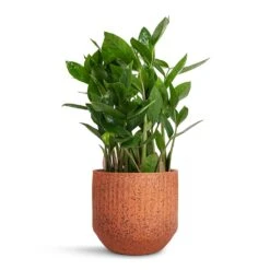 Zamioculcas Zamiifolia - ZZ Plant -PlantVibe Shop Zamioculcas zamiifolia ZZ Plant 14x40cm Solento Plant Pot Terracotta Speckle 16x14cm dc5c599f 495d 4f1c 9b71 d90eda7158b4
