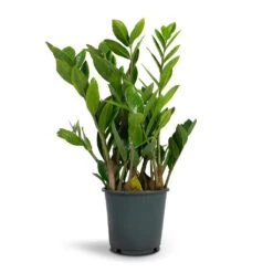 Zamioculcas Zamiifolia - ZZ Plant -PlantVibe Shop Zamioculcas zamiifolia ZZ Plant 14x50cm