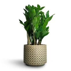 Zamioculcas Zamiifolia - ZZ Plant -PlantVibe Shop Zamioculcas zamiifolia ZZ Plant 14x50cm Thies Plant Pot Olive Green 17x15cm 697b7662 75c5 423f 84bb d9071e9252de