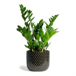 Zamioculcas Zamiifolia - ZZ Plant -PlantVibe Shop Zamioculcas zamiifolia ZZ Plant 17x65cm Bolino Plant Pot Shiny Black 24x21cm