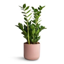 Zamioculcas Zamiifolia - ZZ Plant -PlantVibe Shop Zamioculcas zamiifolia ZZ Plant 17x65cm Lisbon Plant Pot Pink Clay 19x19cm 73d2b620 57cd 4902 be6b 877557c2242e
