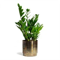 Zamioculcas Zamiifolia - ZZ Plant -PlantVibe Shop Zamioculcas zamiifolia ZZ Plant 17x65cm Minou Metal Plant Pots Set of 3 Copper Black