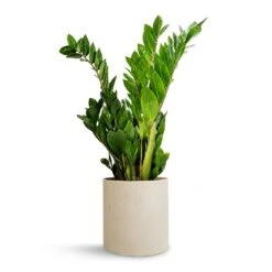 Puk Refined Planter - Natural White -PlantVibe Shop Zamioculcas zamiifolia ZZ Plant 17x65cm Puk Refined Planter Natural White 20x20cm f00973fd e81e 4dab 81a7 0c25b406f5d3