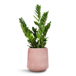 Zamioculcas Zamiifolia - ZZ Plant -PlantVibe Shop Zamioculcas zamiifolia ZZ Plant 17x65cm Remi Plant Pot Pink 23x25cm