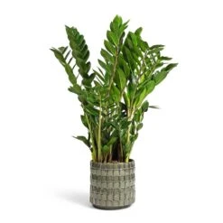 Zamioculcas Zamiifolia - ZZ Plant -PlantVibe Shop Zamioculcas zamiifolia ZZ Plant 17x65cm Stian Plant Pot Moss Green 21x20cm dcf78df2 d56f 419a 96e0 a89f452e8aa1