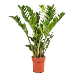 Zamioculcas Zamiifolia - ZZ Plant -PlantVibe Shop Zamioculcas zamiifolia ZZ Plant 17x65cm 92d8934c db31 4151 b436 0c09401ebf11