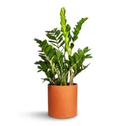 Puk Refined Planter - Canyon Orange -PlantVibe Shop Zamioculcas zamiifolia ZZ Plant 21x80cm Puk Refined Planter CanyonOrange 25x24.5cm da2dc062 e4ee 4e46 a4fc 89e0036e5c56
