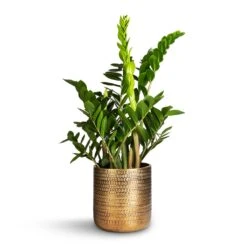 Zamioculcas Zamiifolia - ZZ Plant -PlantVibe Shop Zamioculcas zamiifolia ZZ Plant 21x80cm Solis Embossed Plant Pot Gold 25x25cm