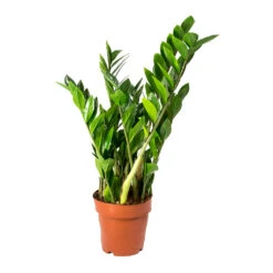 Zamioculcas Zamiifolia - ZZ Plant -PlantVibe Shop Zamioculcas zamiifolia ZZ Plant