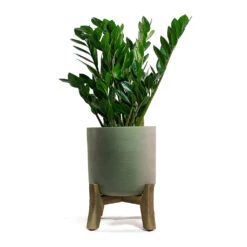 Charlie Plant Pot - Low Stand - Grey Washed 12 Charlie Plant Pot - Low Stand - Grey Washed -PlantVibe Shop Zamioculcas zamiifolia ZZ Plant Charlie Plant Pot Low Stand Grey Washed