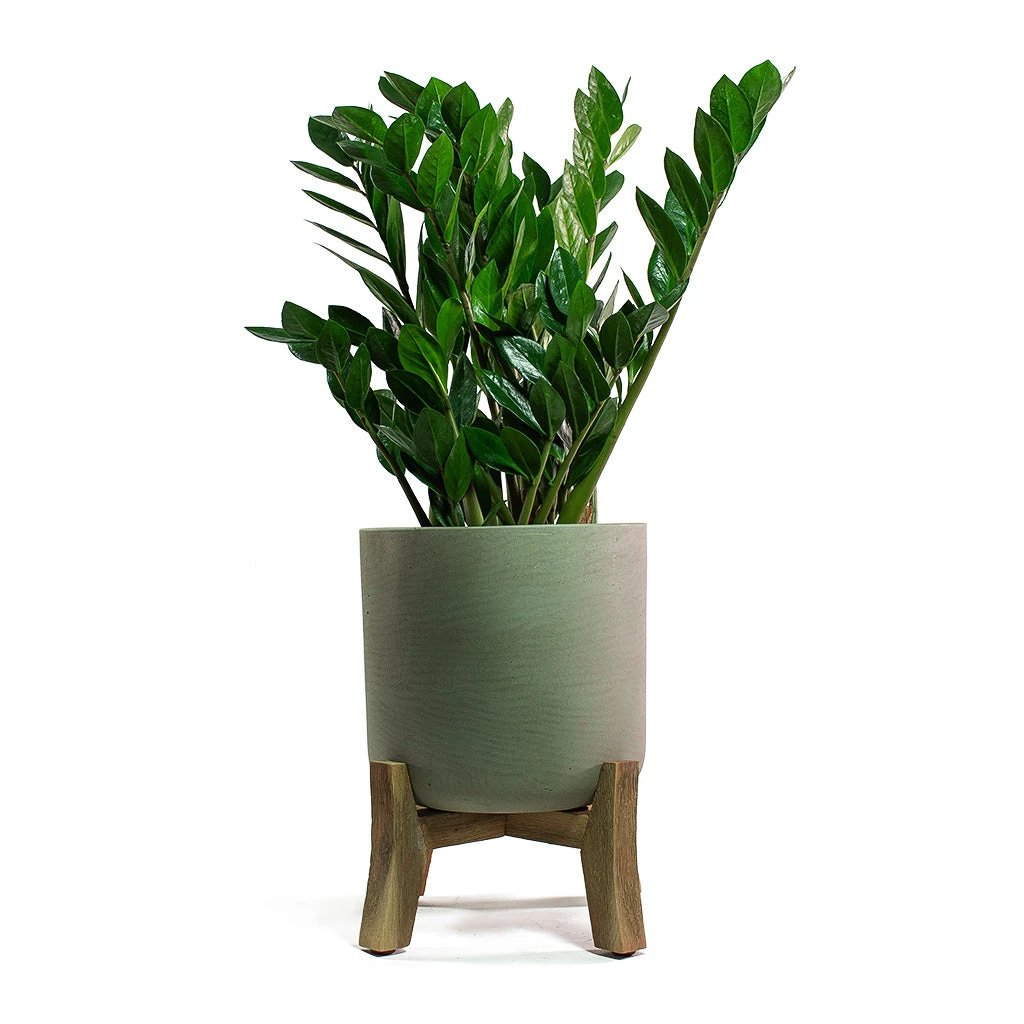 Charlie Plant Pot - Low Stand - Grey Washed 6 Charlie Plant Pot - Low Stand - Grey Washed - Image 6