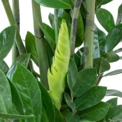 Zamioculcas Zamiifolia - ZZ Plant -PlantVibe Shop Zamioculcas zamiifolia ZZ Plant Large Leaves