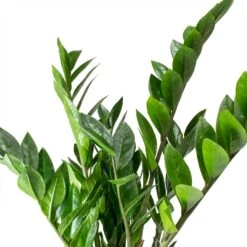 Zamioculcas Zamiifolia - ZZ Plant -PlantVibe Shop Zamioculcas zamiifolia ZZ Plant Leaves