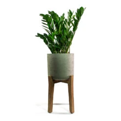 Charlie Plant Pot - Tall Stand - Grey Washed -PlantVibe Shop Zamioculcas zamiifolia ZZ Plant Patt Plant Pot Low Stand Black Washed