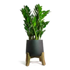 Zamioculcas Zamiifolia - ZZ Plant -PlantVibe Shop Zamioculcas zamiifolia ZZ Plant Patt Plant Pot Low Stand Black Washed ec9462f6 c47f 4ae7 b4f4 d207bacac515