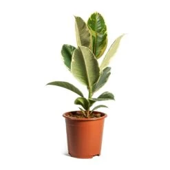 Ficus Elastica Tineke - Variegated Rubber Plant -PlantVibe Shop ficus elastica tineke plant 17cm