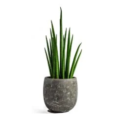 Sansevieria Bacularis Mikado - Snake Plant -PlantVibe Shop sansevieria bacularis mikado amber earth plant pot 9fc449de c2ad 4deb 9d7b 4755551167a0