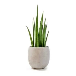 Sansevieria Bacularis Mikado - Snake Plant -PlantVibe Shop sansevieria bacularis mikado amber grey plant pot