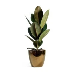 Ficus Elastica Abidjan - Burgundy Rubber Plant -PlantVibe Shop sven gold Ficus elastica Abidjan Rubber Plant eeefde7c a0a4 4859 a9bc ef58892ffc95